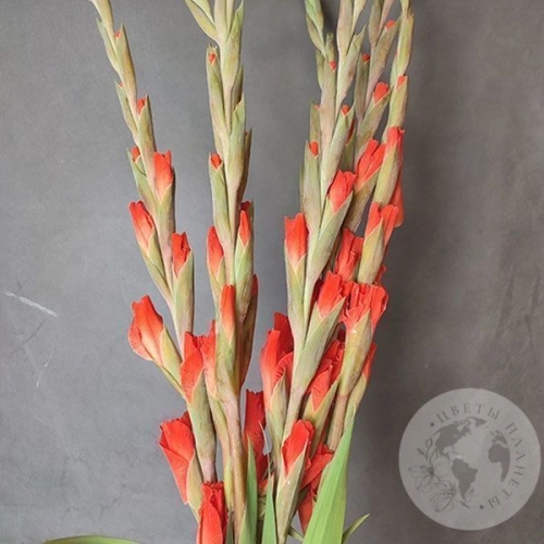 Гладиолус 7 шт. в магазине Цветы Планеты