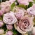 Букет роз "Нежность" в магазине Цветы Планеты Букет роз "Нежность" в магазине Цветы Планеты