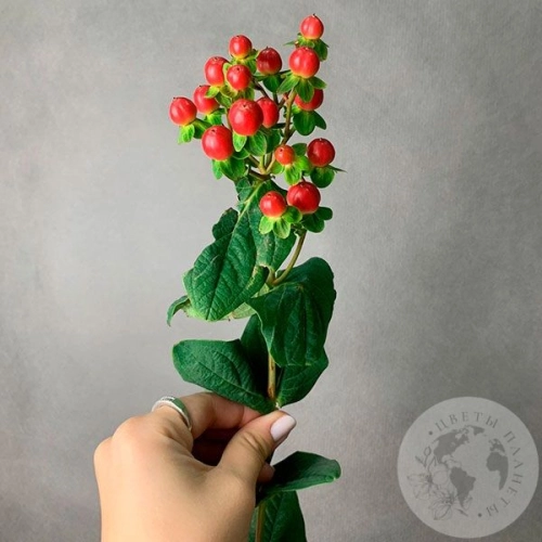 Гиперикум красный в магазине Цветы Планеты