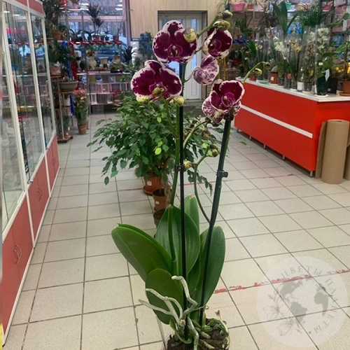 Орхидея комнатная бордово-белая
