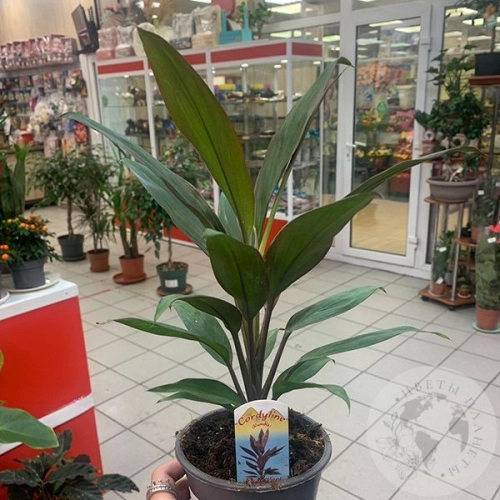 Кордилина Рубма в магазине Цветы Планеты Кордилина Рубма