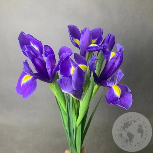 5 синих ирисов в магазине Цветы Планеты