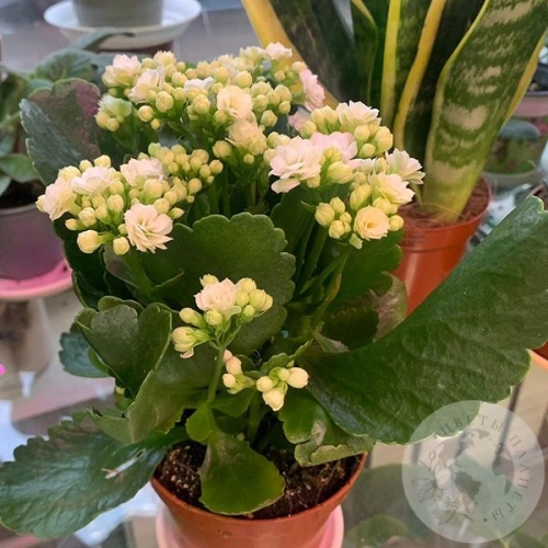 Каланхое белое