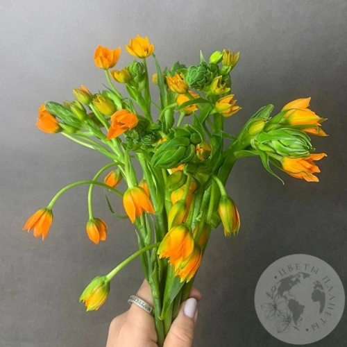 Орнитогалум оранжевый 7 шт. в магазине Цветы Планеты