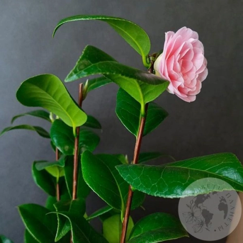 Камелия комнатная в магазине Цветы Планеты Камелия комнатная в магазине Цветы Планеты