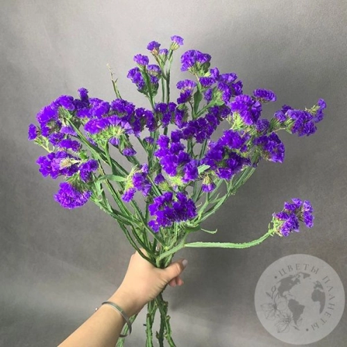 Статица синяя 7 шт. в магазине Цветы Планеты