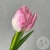 Тюльпан розовый в магазине Цветы Планеты