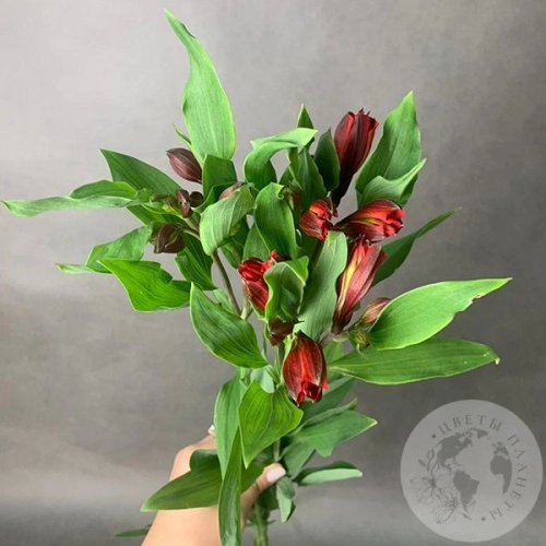 3 Альстромерии красной