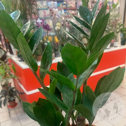 Замиокулькас Замифолия