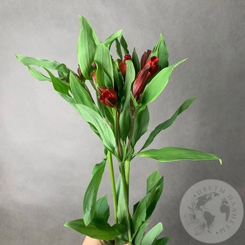 3 Альстромерии красной