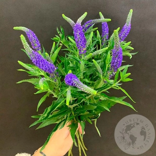 Вероника синяя 9 шт. в магазине Цветы Планеты