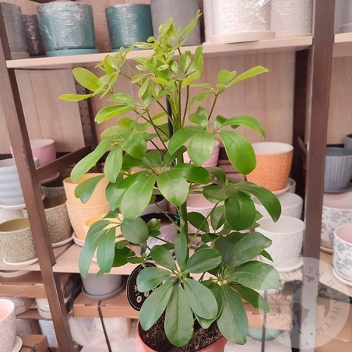 Шеффлера комнатная в магазине Цветы Планеты