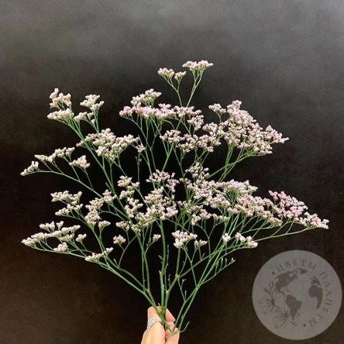 Лимониум розовый 3 шт. Лимониум розовый 3 шт. в магазине Цветы Планеты