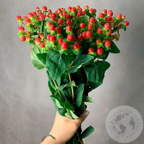 Гиперикум красный 9 шт. в магазине Цветы Планеты