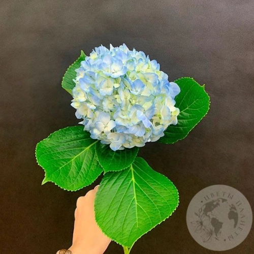 Гортензия голубая