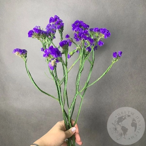 Статица синяя 3 шт. в магазине Цветы Планеты