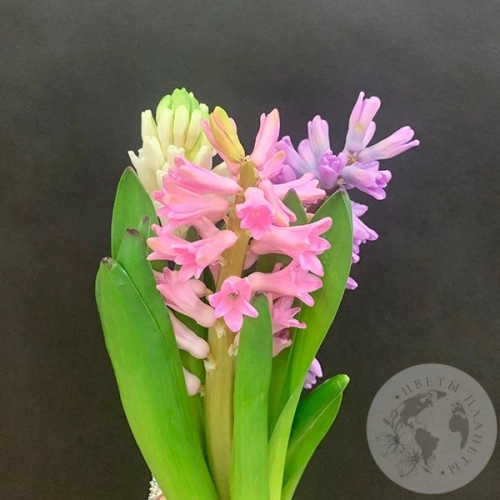 Гиацинт микс 3 шт. в магазине Цветы Планеты