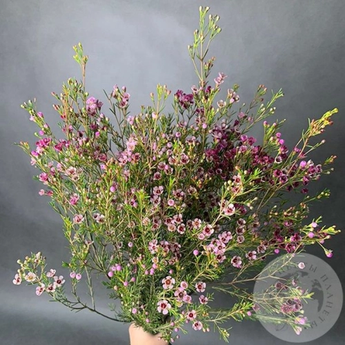 Хамелациум розовый 7 шт. в магазине Цветы Планеты