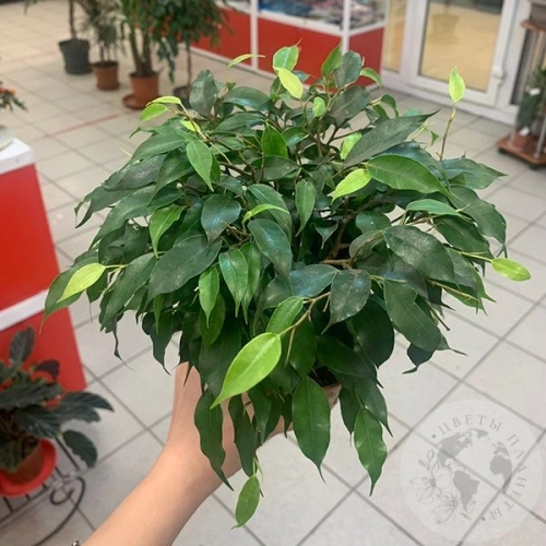 Фикус Бенджамина
