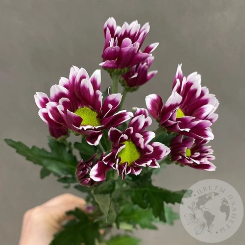 Хризантема кустовая фиолетовая