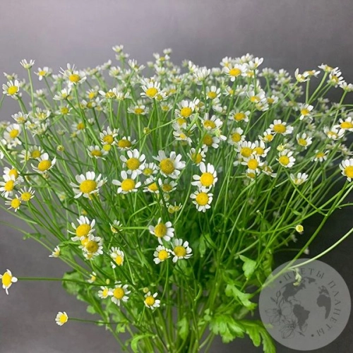 Танацетум 11 шт.