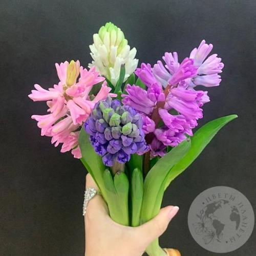 Гиацинт микс 5 шт. в магазине Цветы Планеты