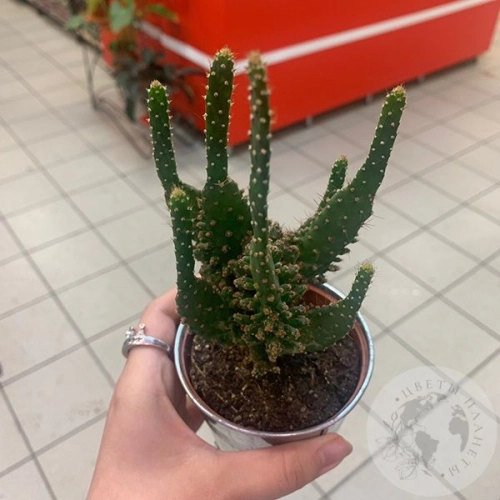 Кактус мини