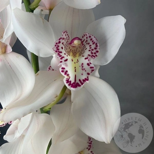 Орхидея Цимбидиум белая