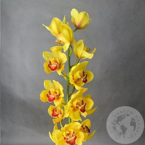 Орхидея Цимбидиум желтая