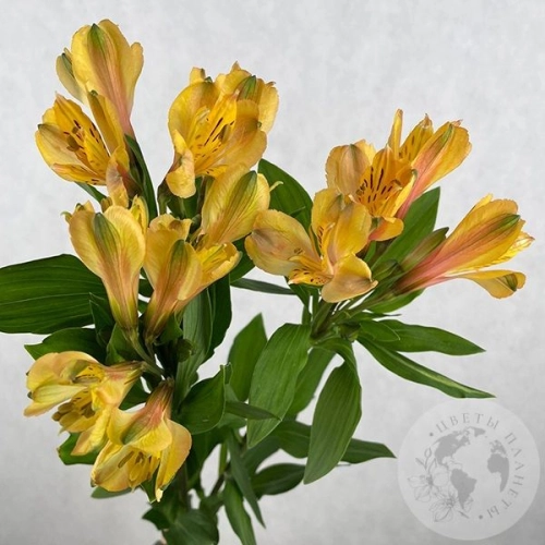 3 Альстромерии желтых