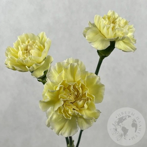 3 гвоздики желтых