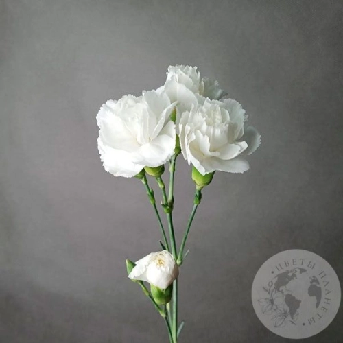 Гвоздика кустовая белая в магазине Цветы Планеты