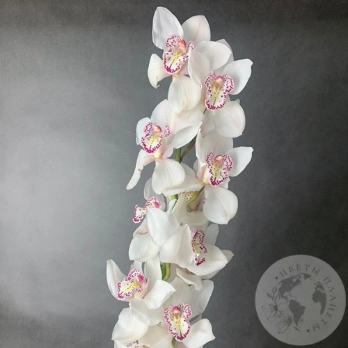 Орхидея Цимбидиум белая