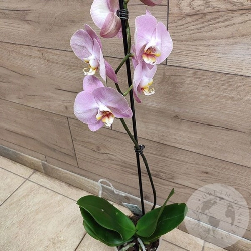 Орхидея светло-розовая в магазине Цветы Планеты