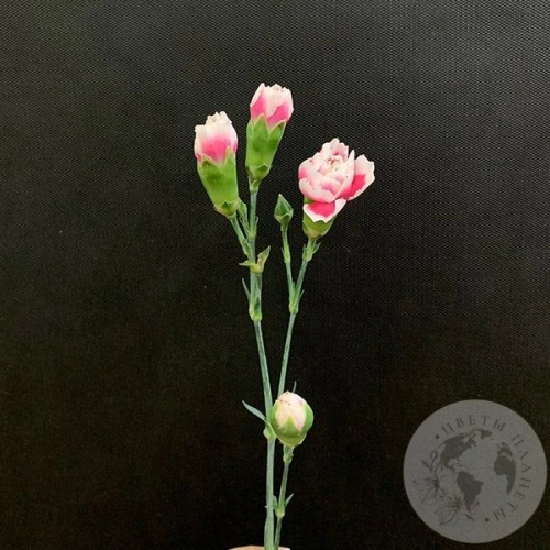 Гвоздика кустовая бело-розовая