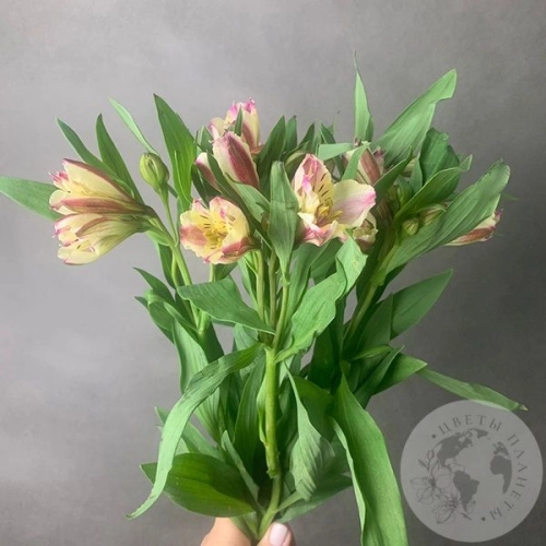 3 Альстромерии желто-розовых