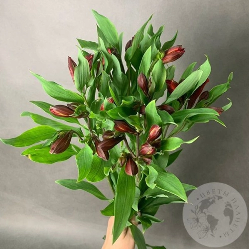 7 Альстромерий красных