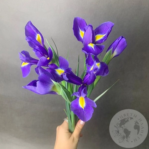 5 синих ирисов в магазине Цветы Планеты