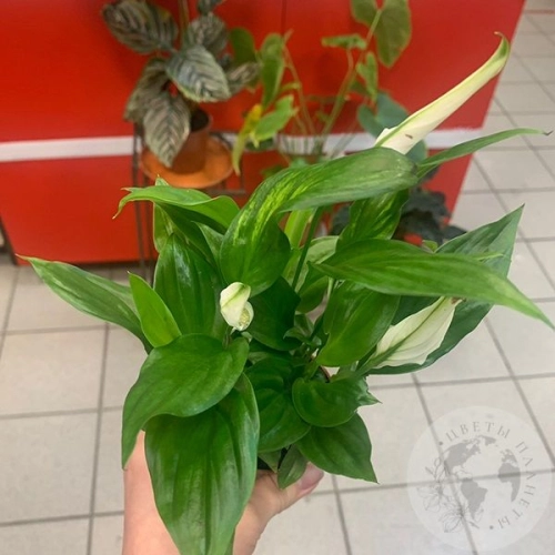 Спатифиллум