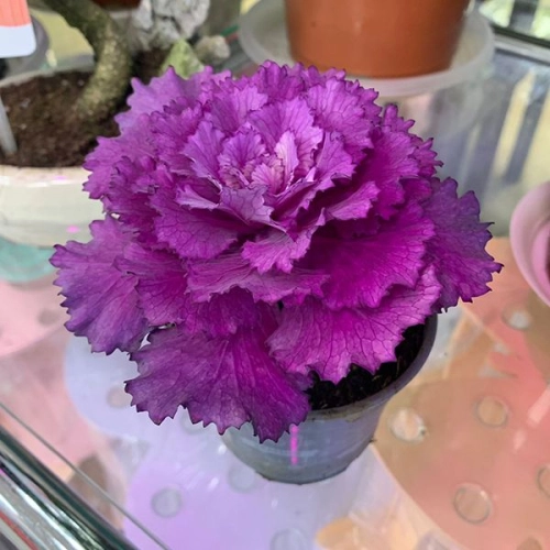 Брассика комнатная