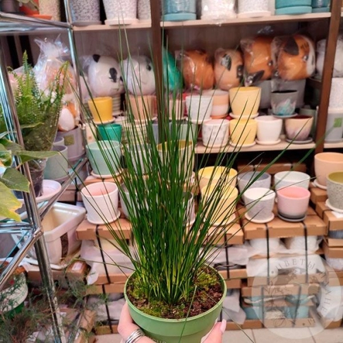 Джункус (Ситник)