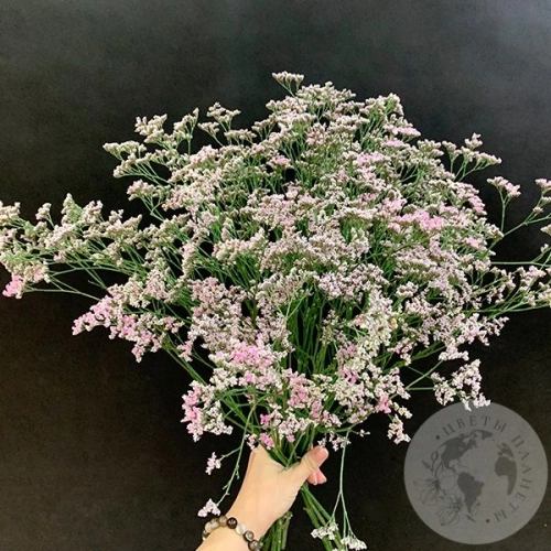 Лимониум розовый 15 шт. в магазине Цветы Планеты