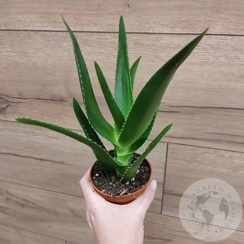 Алоэ в магазине Цветы Планеты