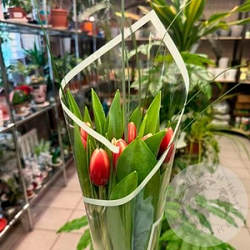 Букет из 7 тюльпанов красно-белых Букет из 7 тюльпанов красно-белых