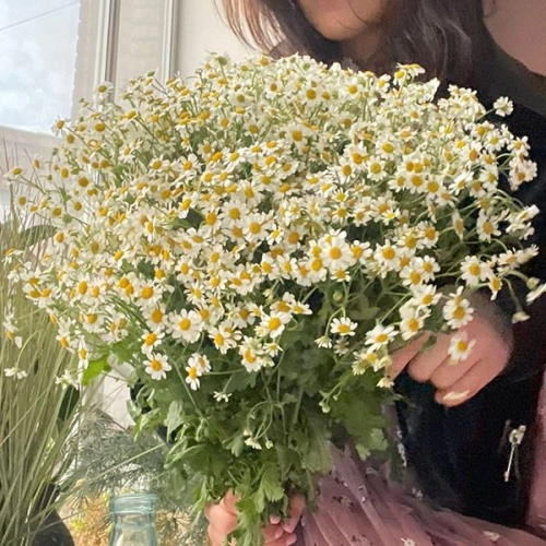 Танацетум 25 шт.