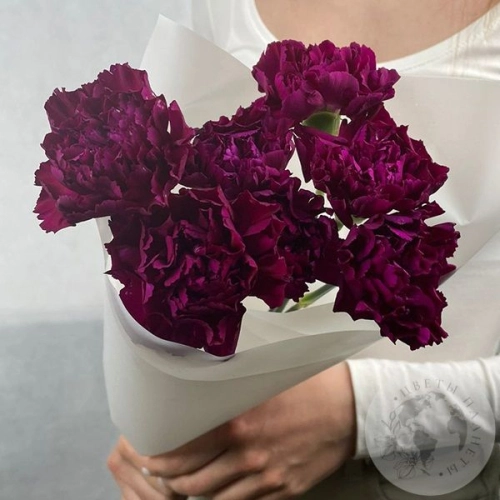 7 гвоздик бордовых в магазине Цветы Планеты