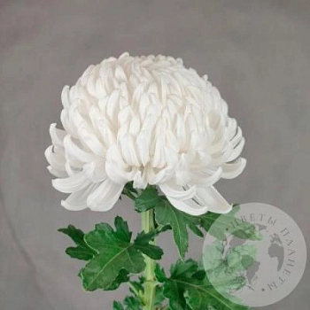 Хризантема Хризантема