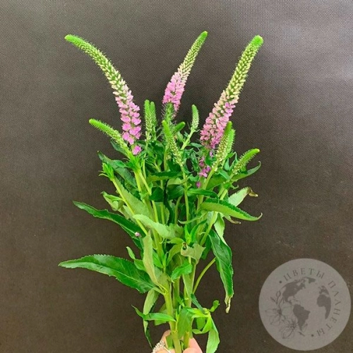 Вероника розовая 3 шт. в магазине Цветы Планеты