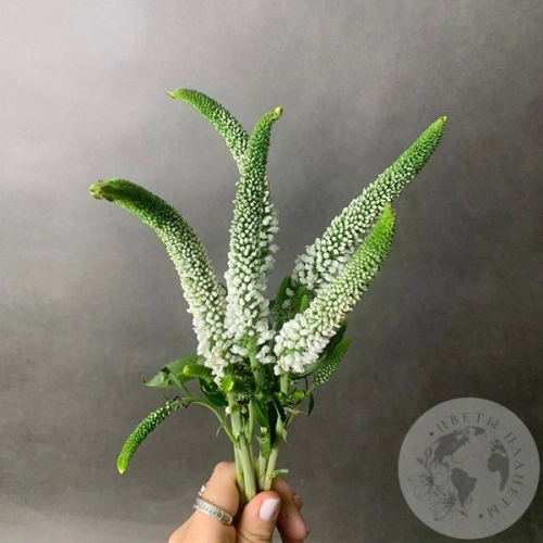 Вероника белая 5 шт. в магазине Цветы Планеты