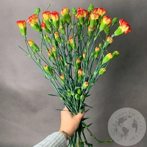 15 гвоздик кустовых желто-красных